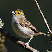 Yellow-browed Sparrow