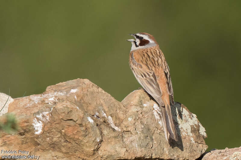 Meadow Bunting male adult breeding, song