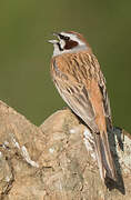 Meadow Bunting