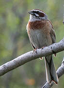 Meadow Bunting