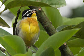 Golden-breasted Bunting