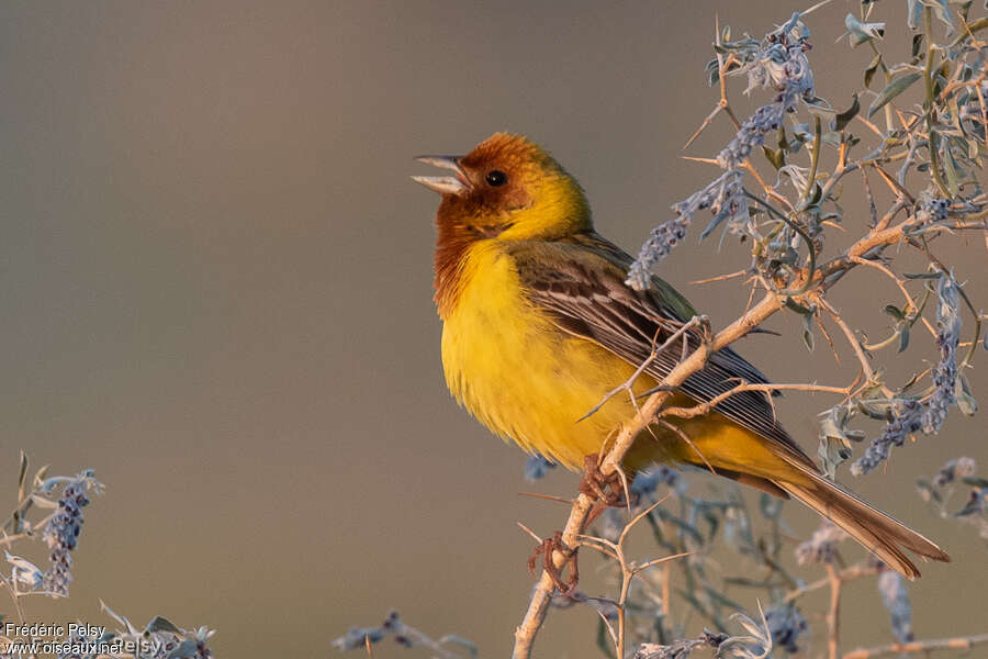 Red-headed Bunting male adult breeding, pigmentation, song