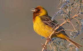 Red-headed Bunting