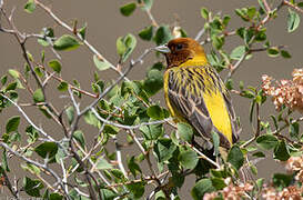 Red-headed Bunting