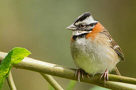 Rufous-collared Sparrow