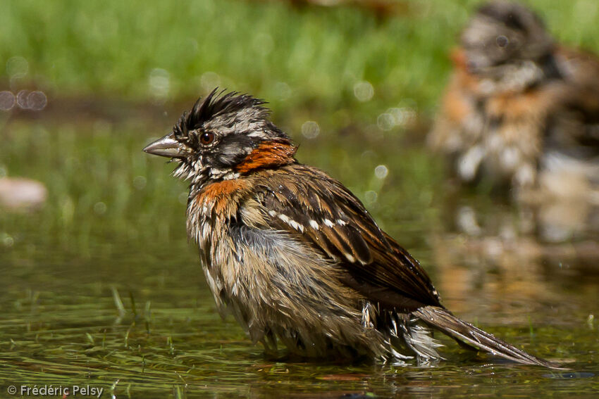 Rufous-collared Sparrow