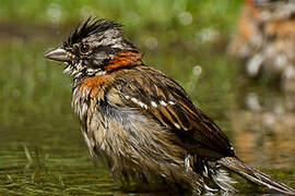 Rufous-collared Sparrow