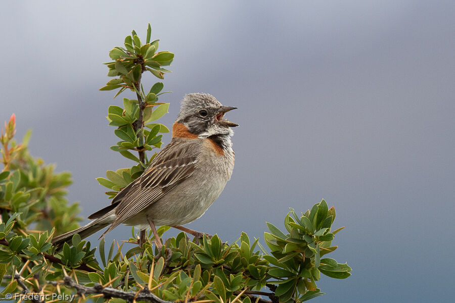 Rufous-collared Sparrow