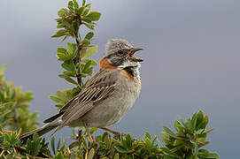 Rufous-collared Sparrow