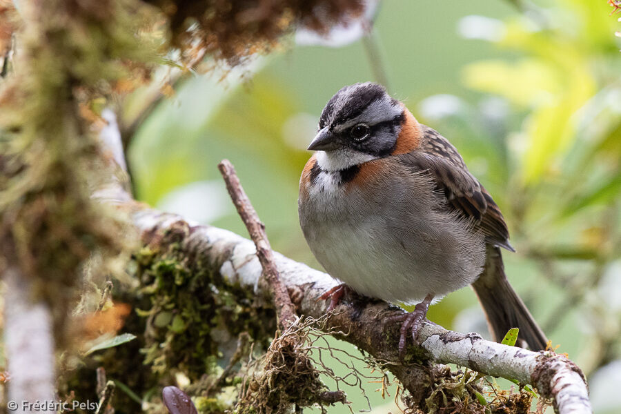 Rufous-collared Sparrow