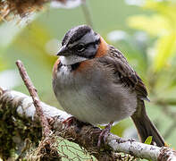 Rufous-collared Sparrow