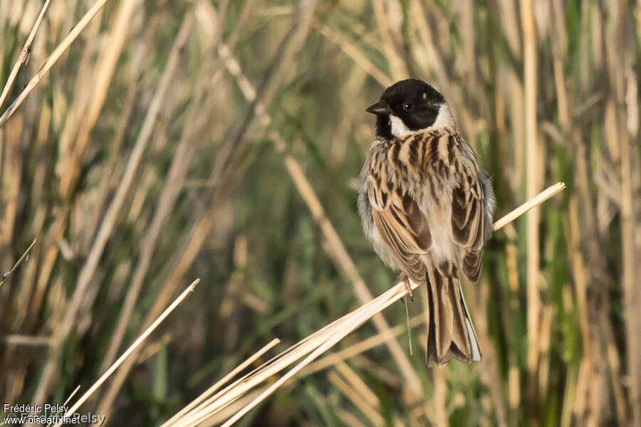 Pallas's Reed Bunting male adult breeding, habitat, pigmentation