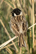 Pallas's Reed Bunting