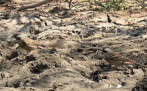 White-capped Bunting