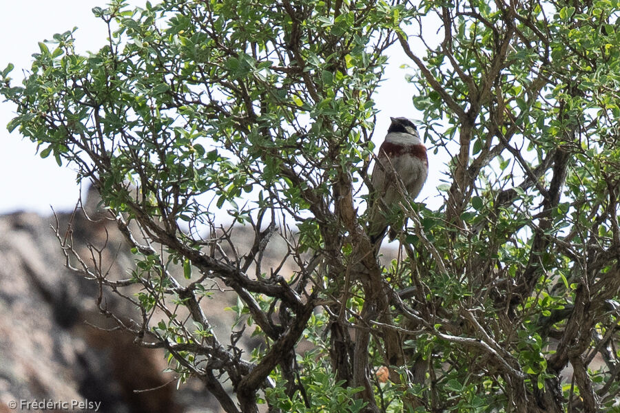 White-capped Bunting male adult