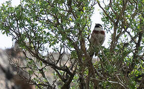 White-capped Bunting