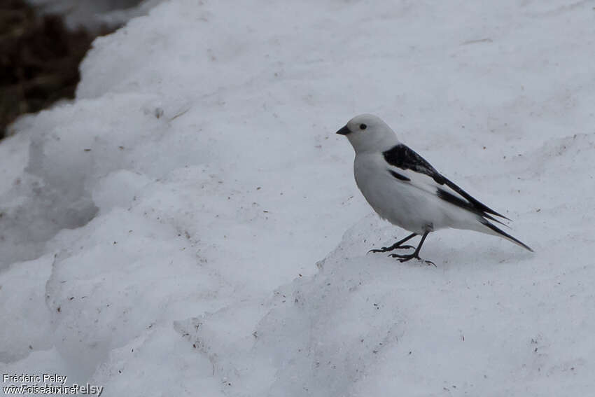 Snow Bunting male adult breeding, identification