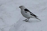 Bruant des neiges