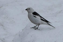 Snow Bunting