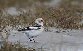 Snow Bunting