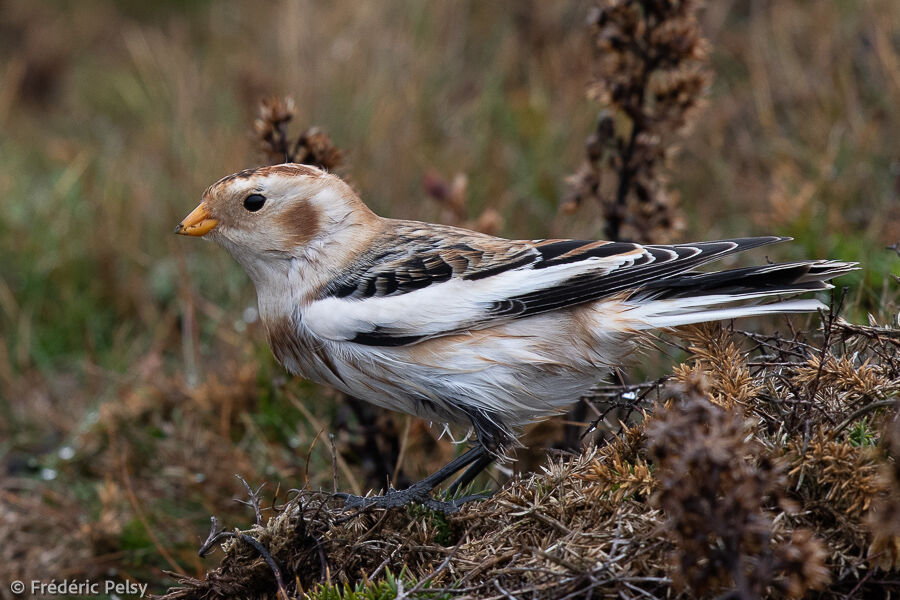 Snow Bunting