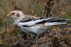 Snow Bunting