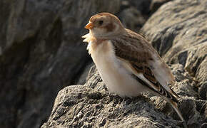 Snow Bunting