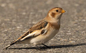 Snow Bunting