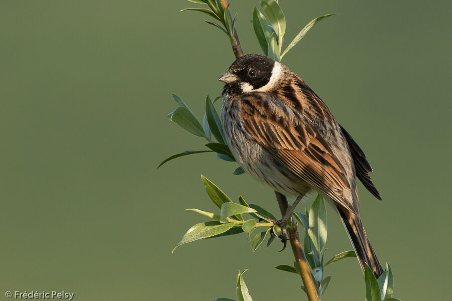 Common Reed Bunting male adult