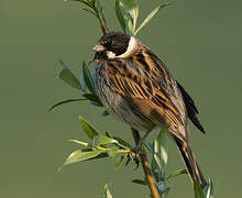 Common Reed Bunting