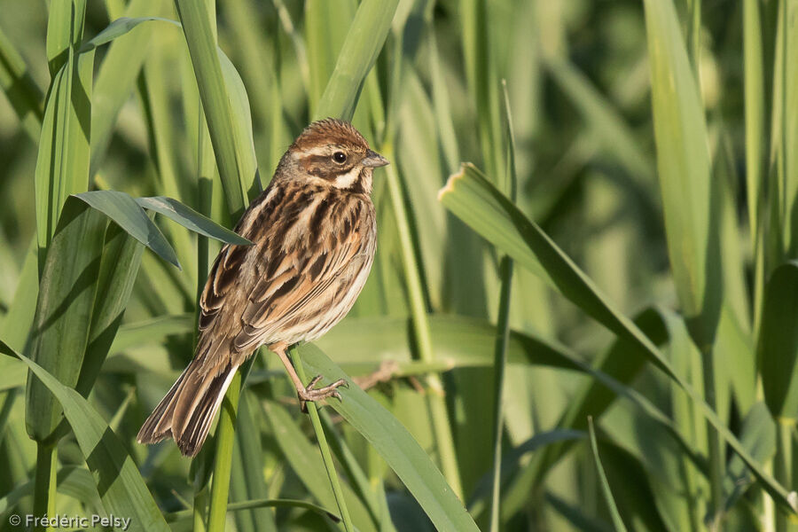 Bruant des roseaux femelle adulte