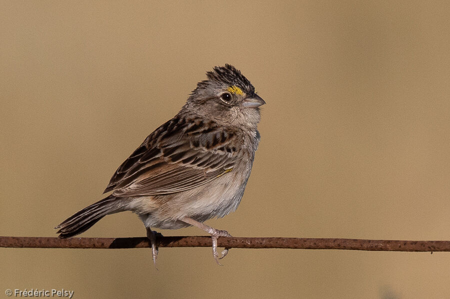 Bruant des savanes