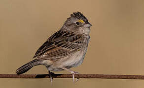 Grassland Sparrow