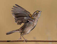 Grassland Sparrow