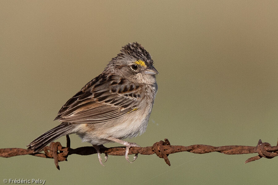 Bruant des savanes