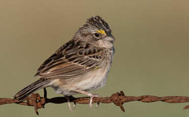 Bruant des savanes