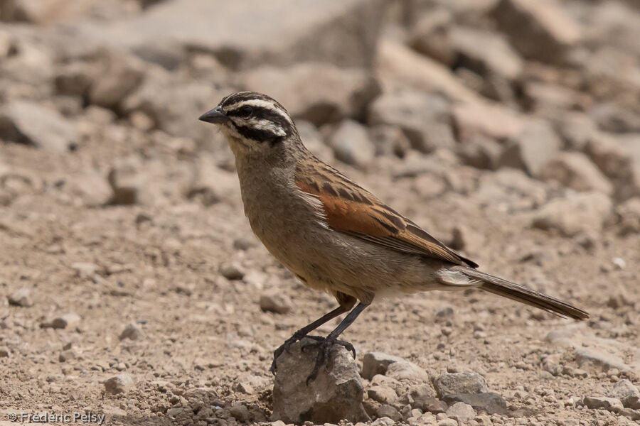 Cape Bunting