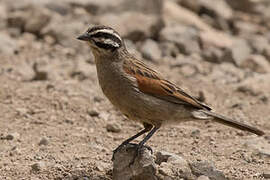 Cape Bunting