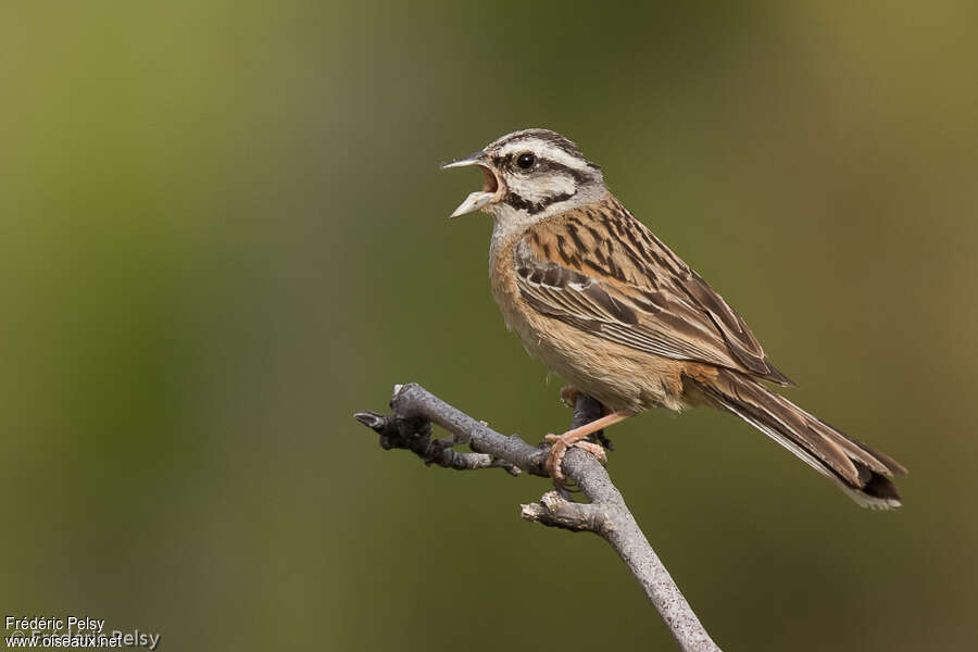 Bruant fou mâle adulte, identification, chant