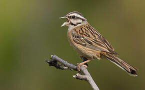 Rock Bunting