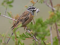 Rock Bunting