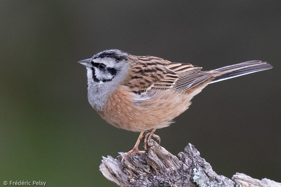 Rock Bunting