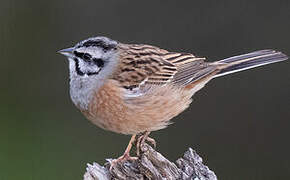 Rock Bunting