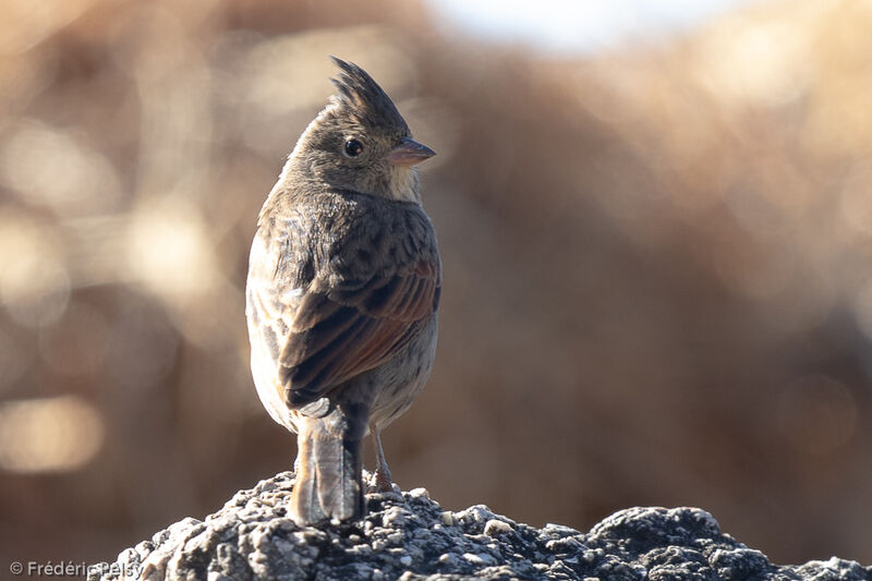 Crested Bunting female