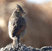 Crested Bunting