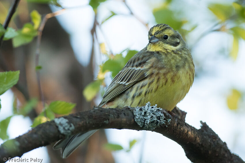 Yellowhammer male adult post breeding