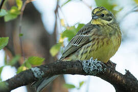 Bruant jaune