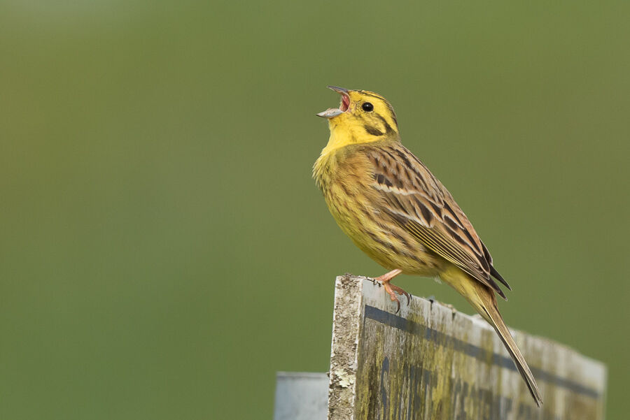 Bruant jaune mâle adulte