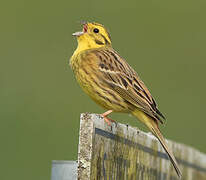 Yellowhammer