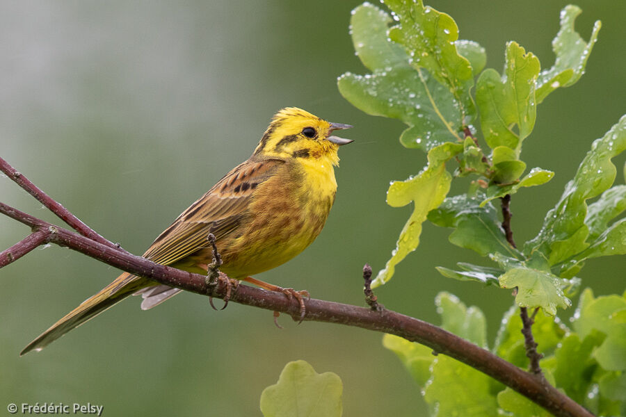 Bruant jaune mâle adulte